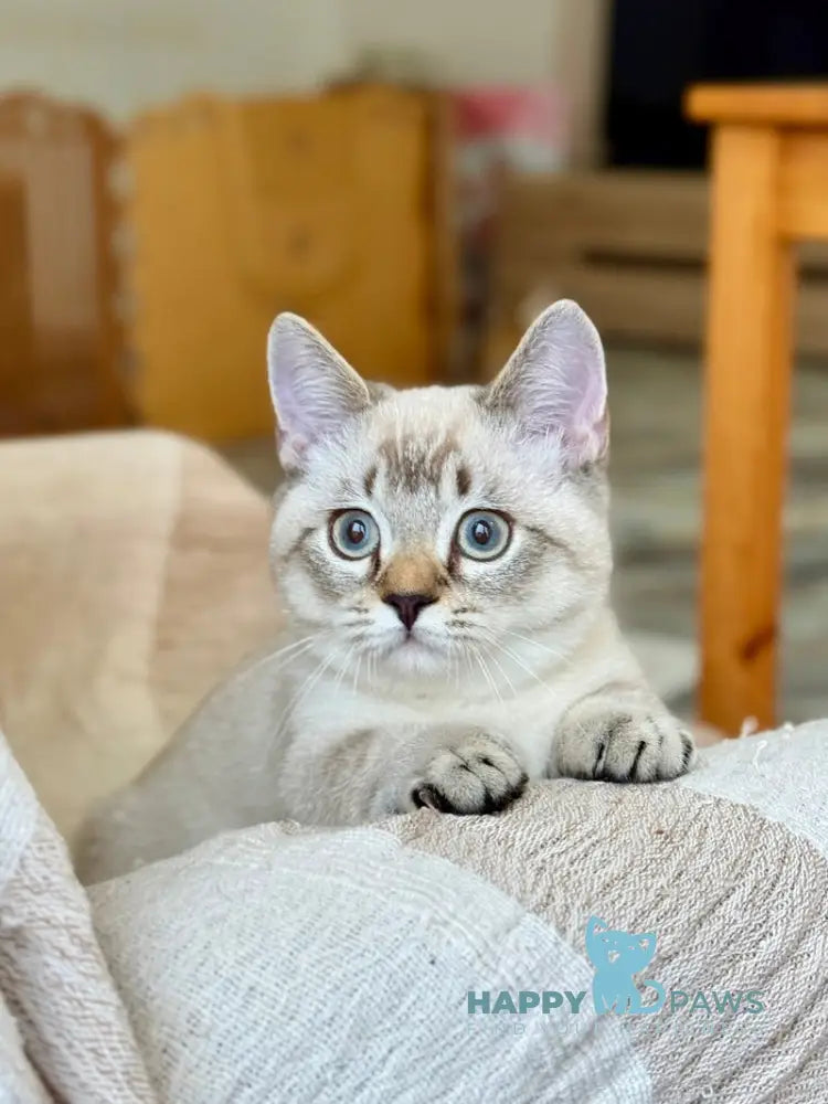 Fargo Munchkin male black tabby pointed live animals