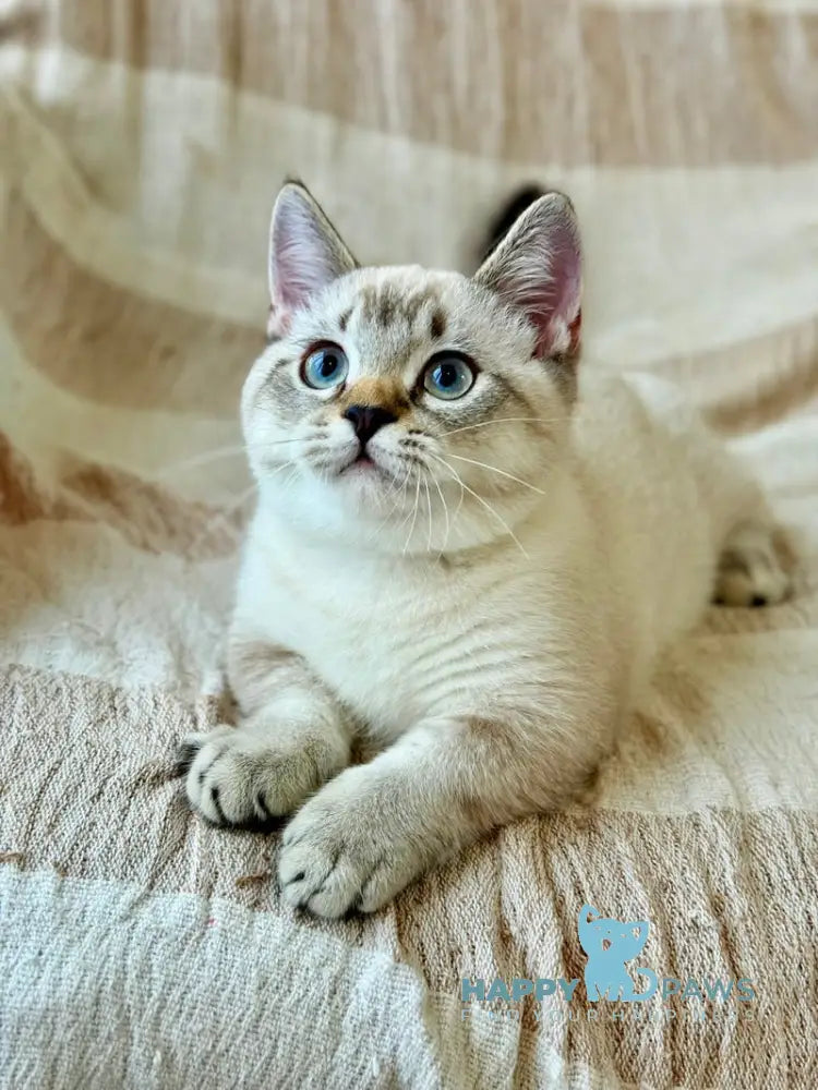 Fargo Munchkin male black tabby pointed live animals