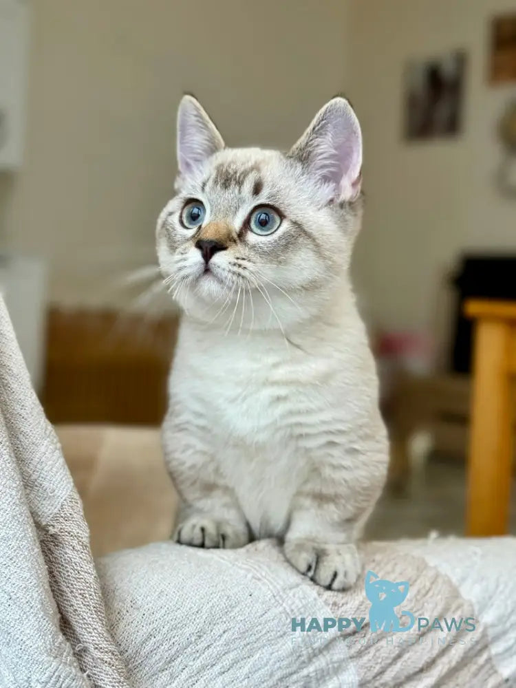 Fargo Munchkin male black tabby pointed live animals