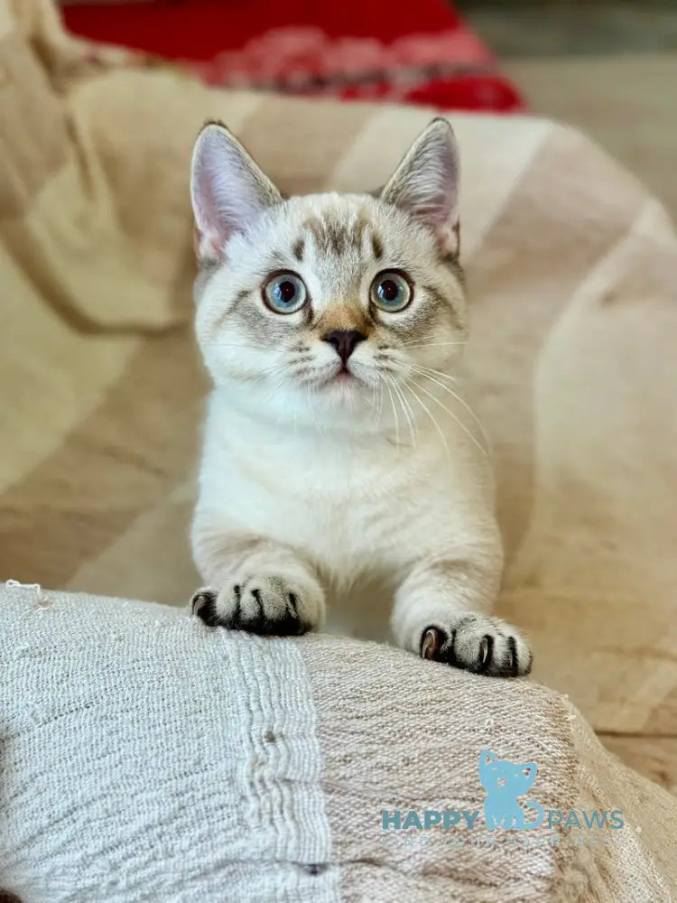 Fargo Munchkin male black tabby pointed live animals