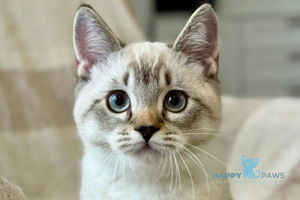 Fargo Munchkin male black tabby pointed live animals