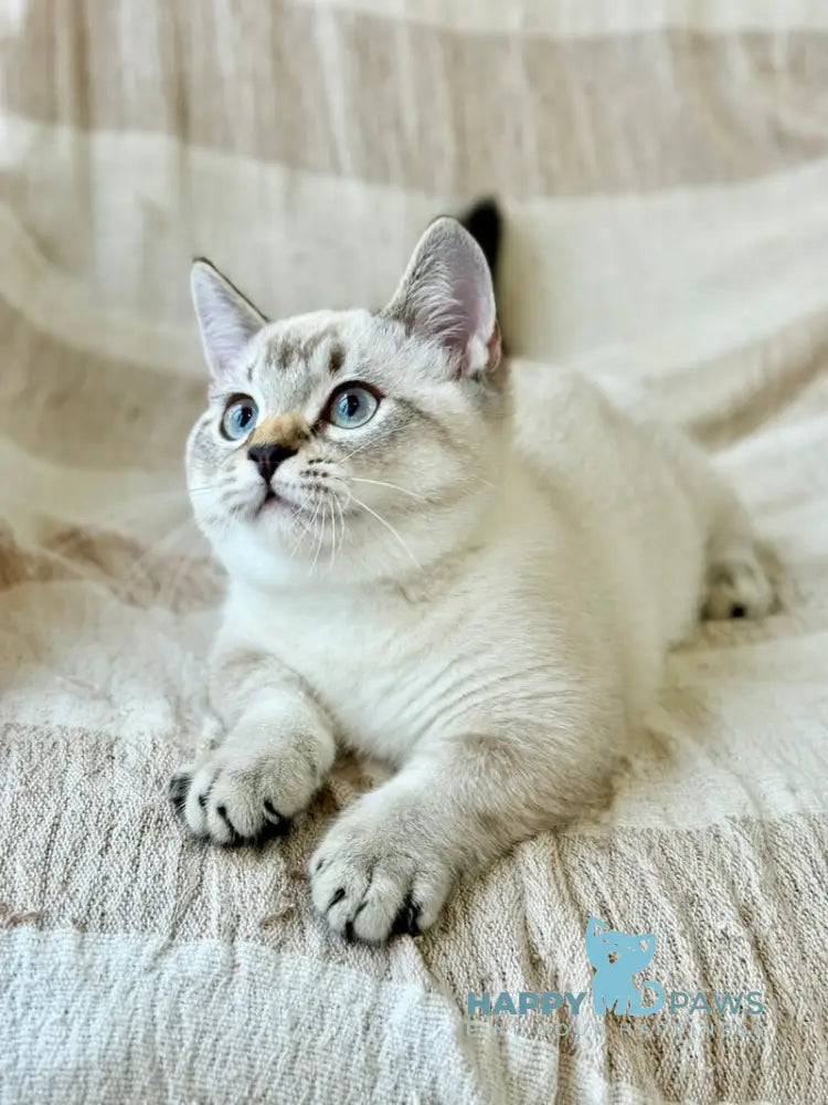 Fargo Munchkin male black tabby pointed live animals