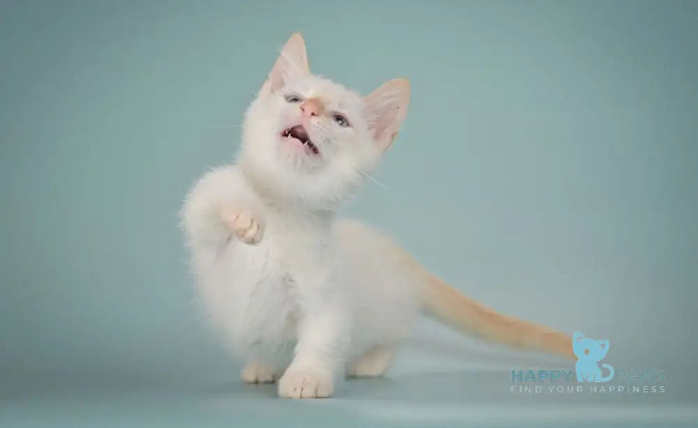 Farhad Munchkin male white tabby live animals