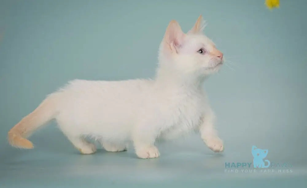 Farhad Munchkin male white tabby live animals
