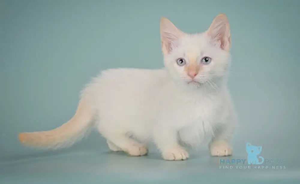 Farhad Munchkin male white tabby live animals