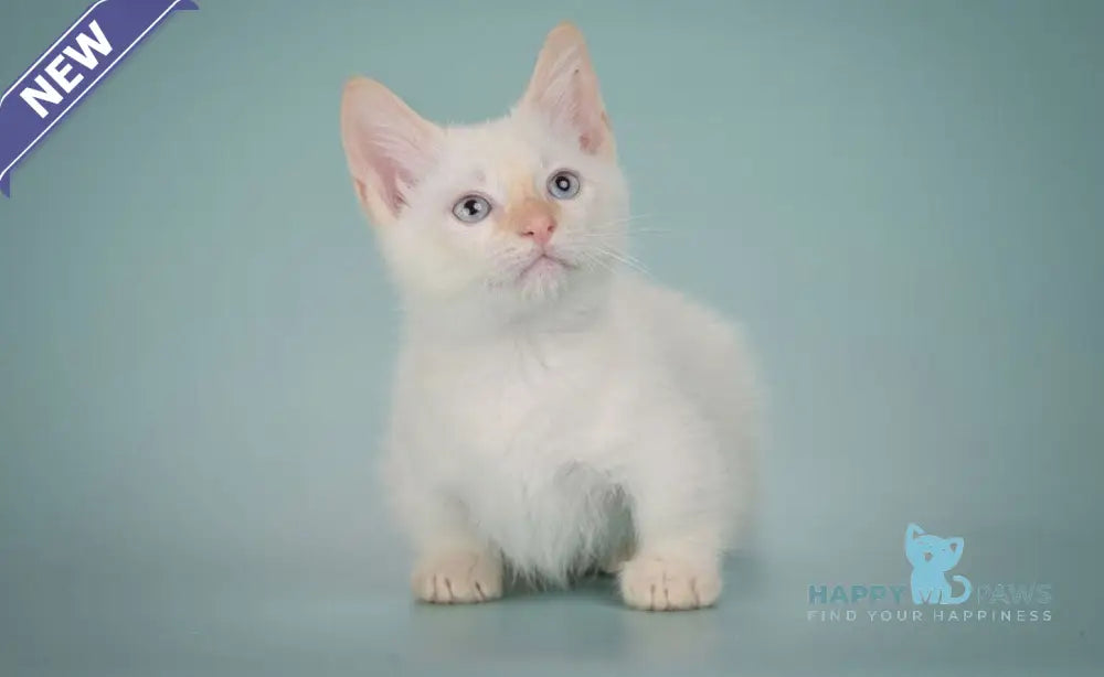 Farhad Munchkin male white tabby live animals