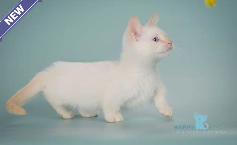 Farhad Munchkin male white tabby live animals