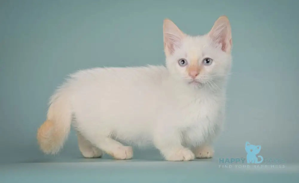 Farhad Munchkin male white tabby live animals