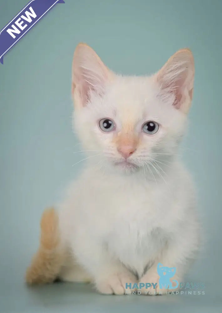 Farhad Munchkin male white tabby live animals