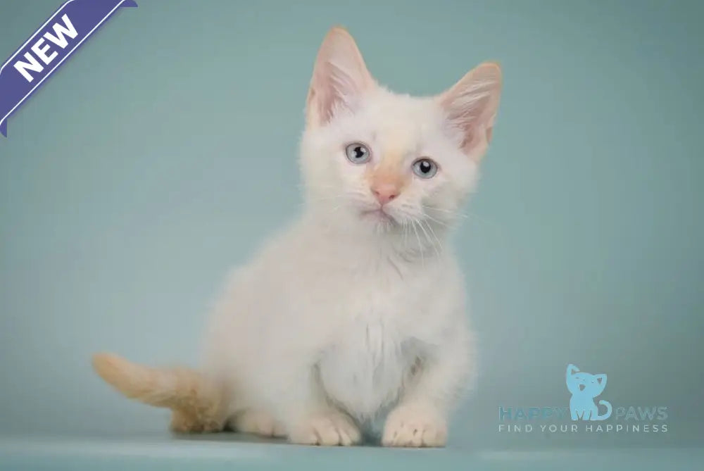 Farhad Munchkin male white tabby live animals