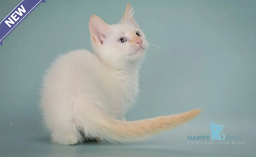 Farhad Munchkin male white tabby live animals