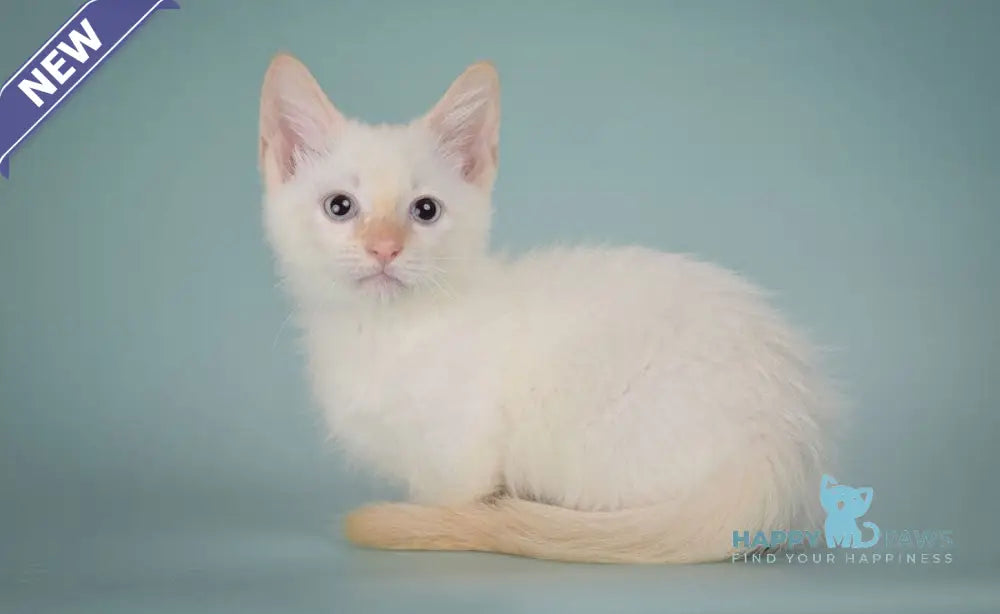 Farhad Munchkin male white tabby live animals