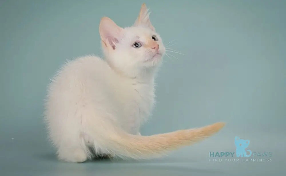 Farhad Munchkin male white tabby live animals