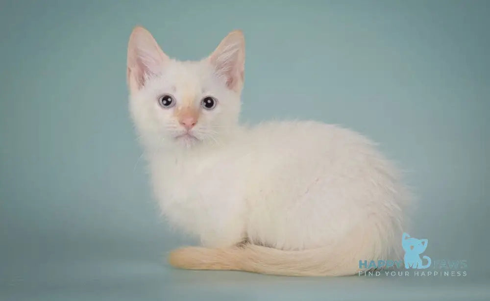 Farhad Munchkin male white tabby live animals
