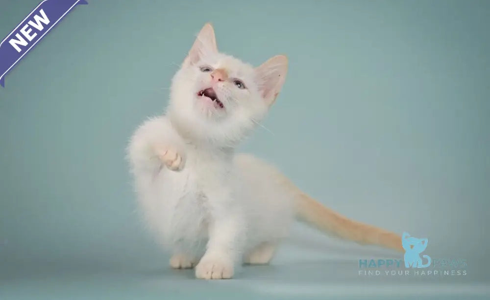 Farhad Munchkin male white tabby live animals