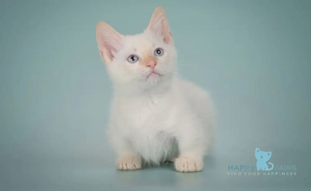 Farhad Munchkin male white tabby live animals