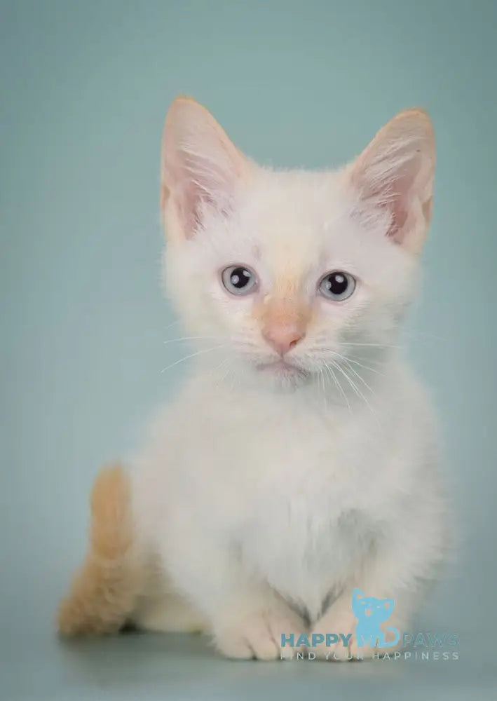 Farhad Munchkin male white tabby live animals
