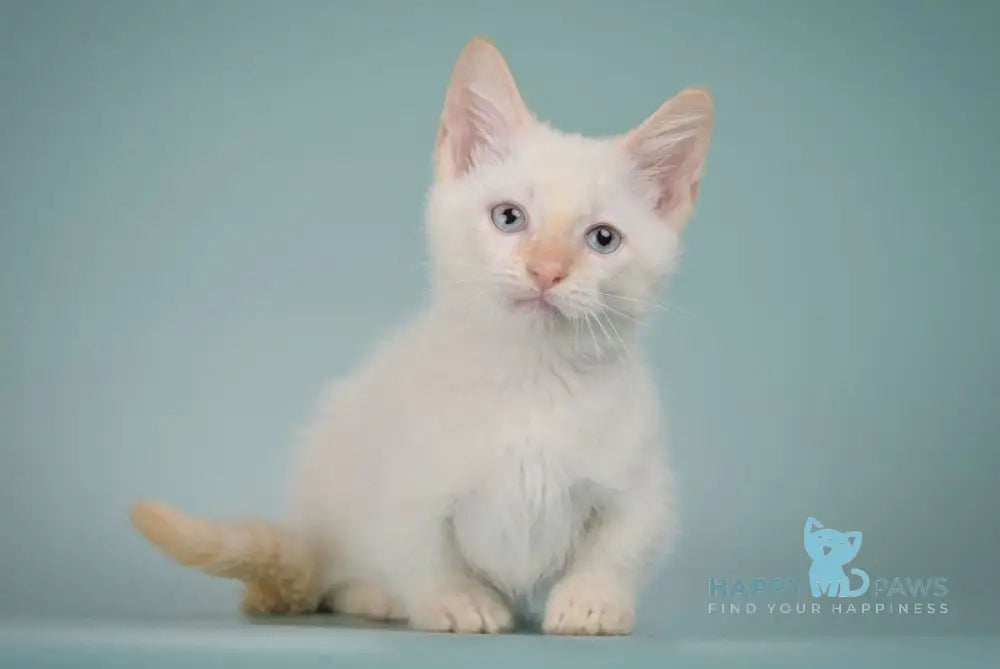 Farhad Munchkin male white tabby live animals