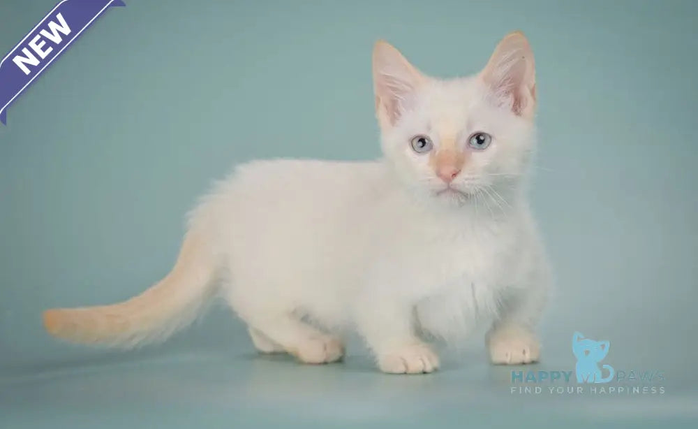 Farhad Munchkin male white tabby live animals