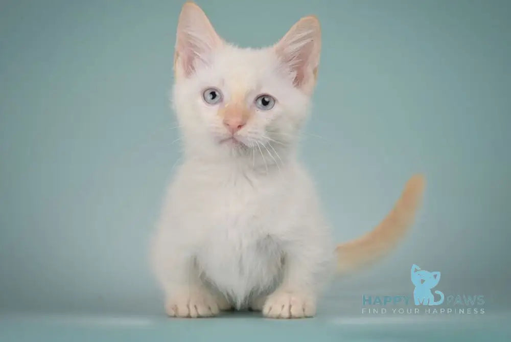 Farhad Munchkin male white tabby live animals