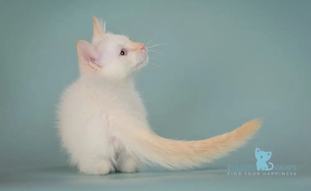 Farhad Munchkin male white tabby live animals