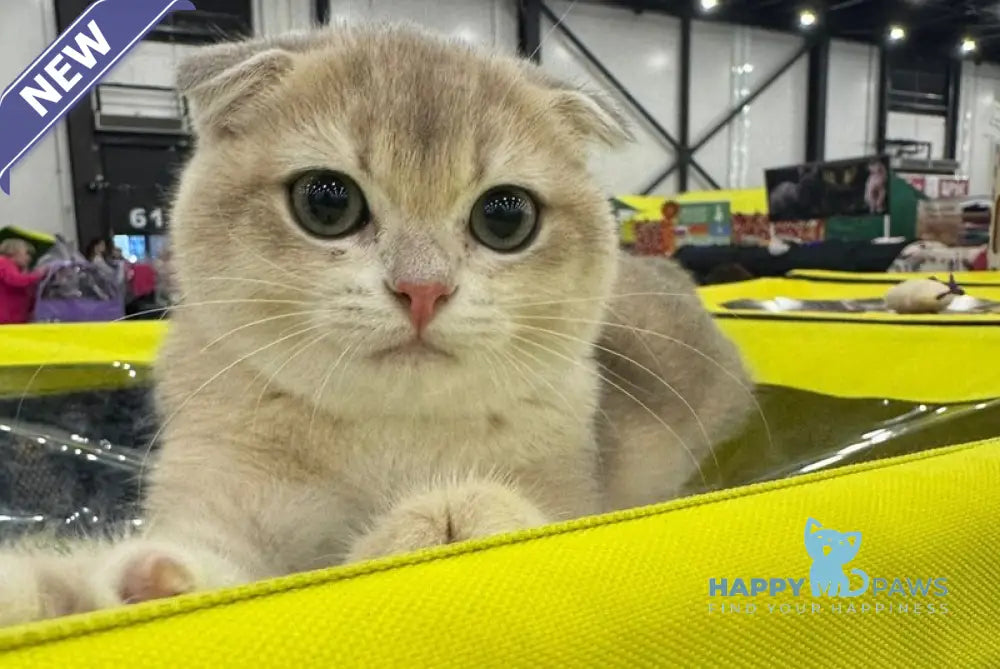 Farik Scottish Fold male blue golden chinchilla live animals