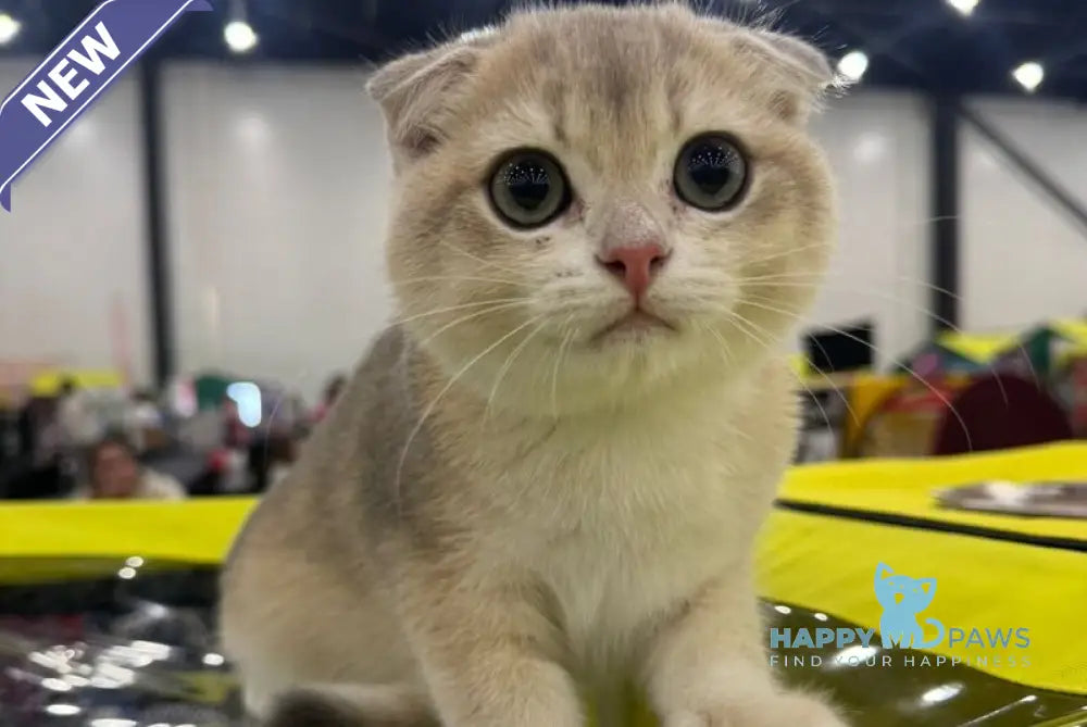 Farik Scottish Fold male blue golden chinchilla live animals
