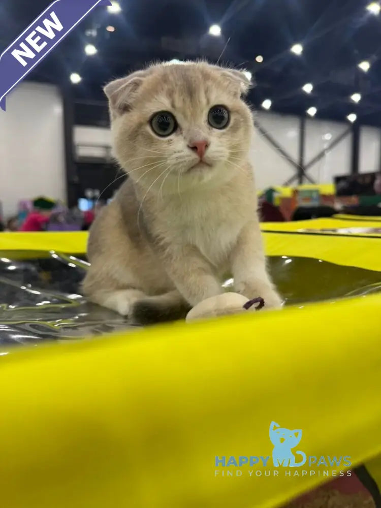 Farik Scottish Fold male blue golden chinchilla live animals