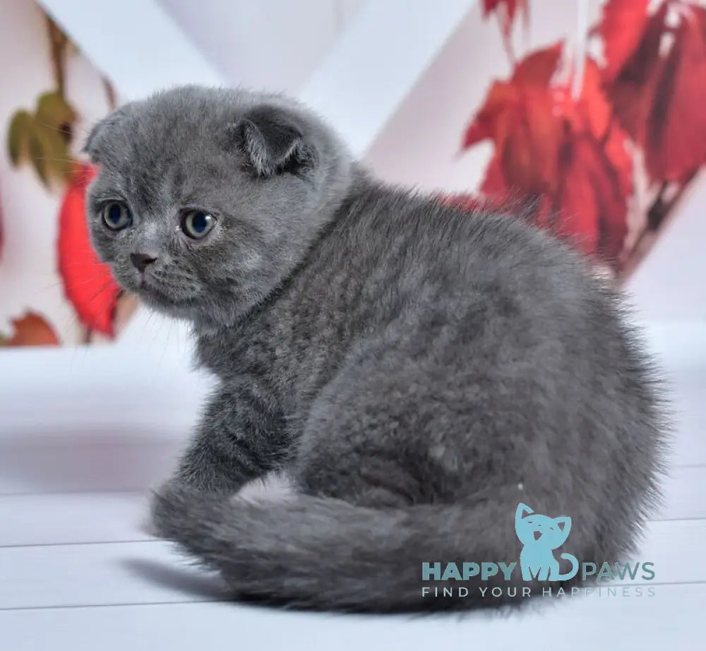 Farik Scottish Fold male blue live animals