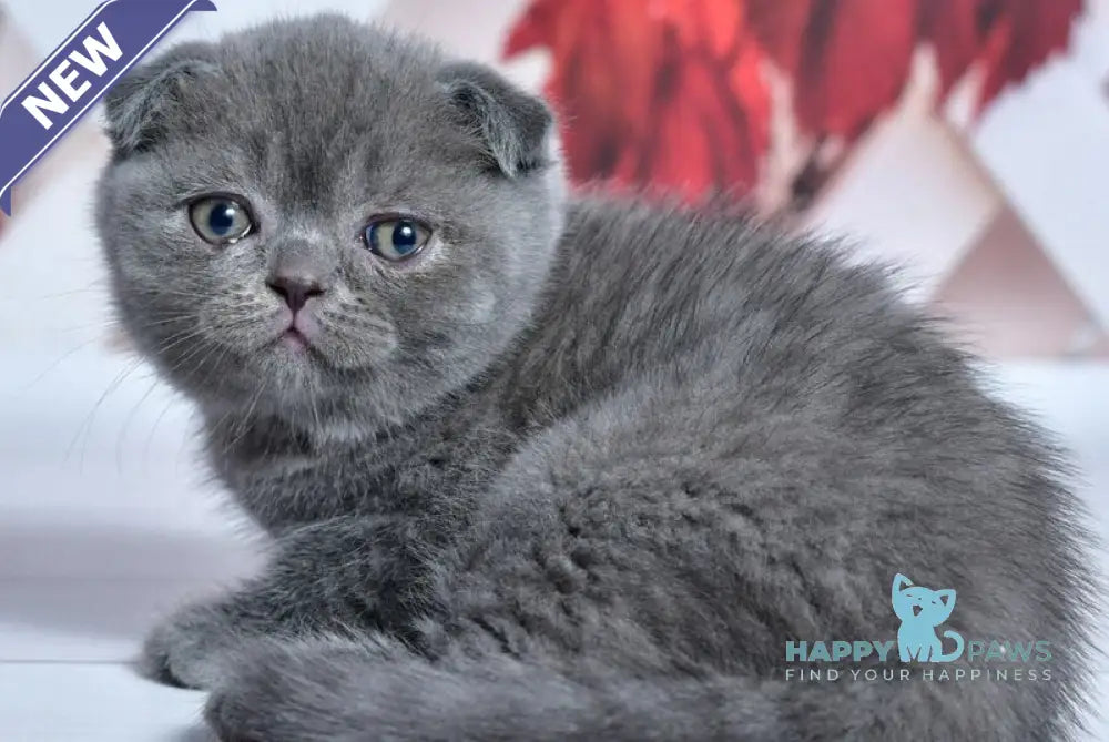 Farik Scottish Fold male blue live animals