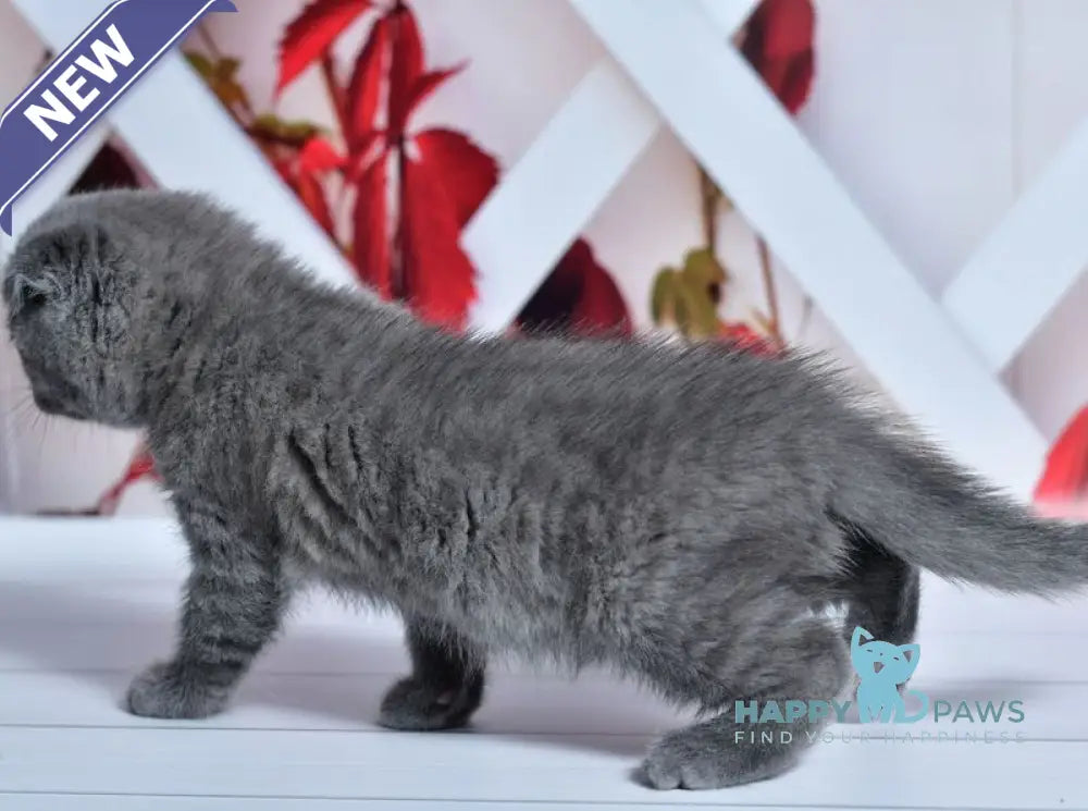 Farik Scottish Fold male blue live animals