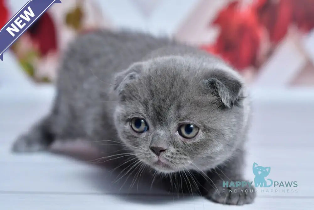 Farik Scottish Fold male blue live animals