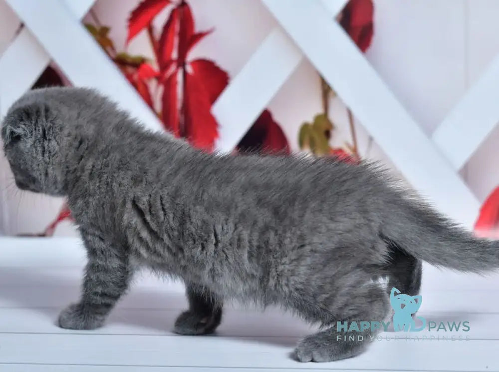 Farik Scottish Fold male blue live animals
