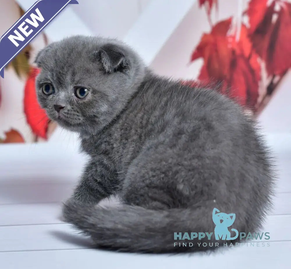 Farik Scottish Fold male blue live animals