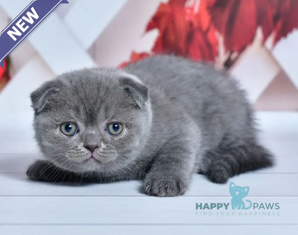 Farik Scottish Fold male blue live animals