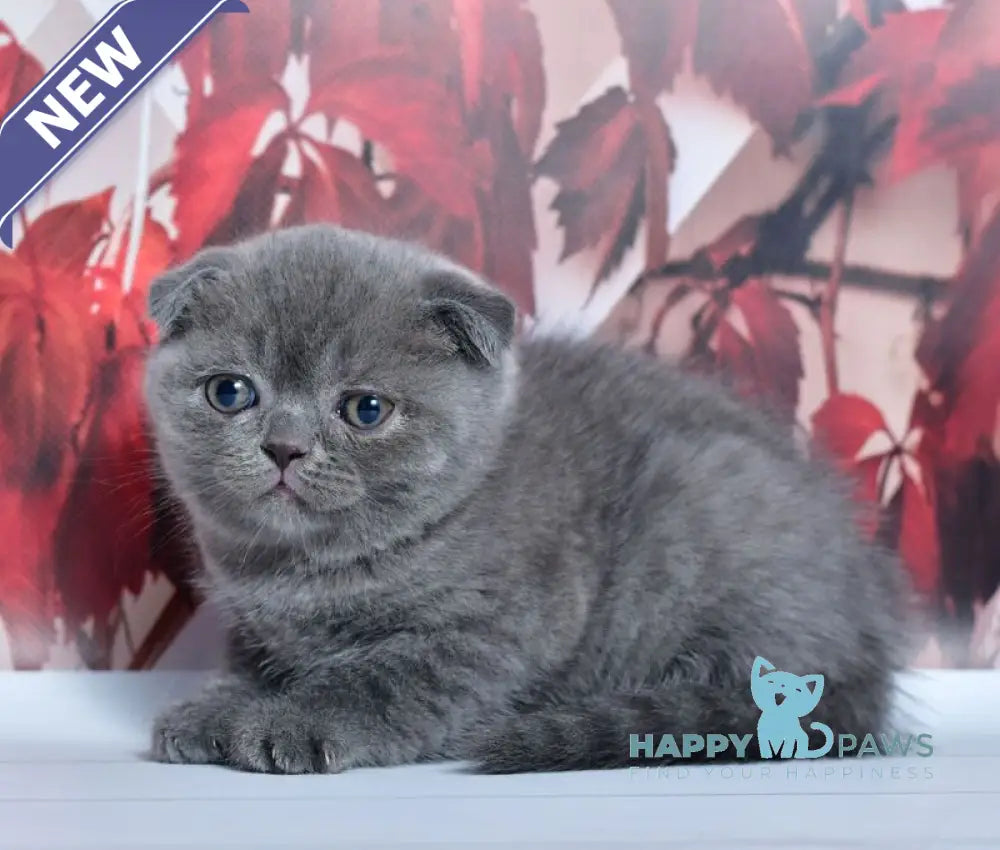Farik Scottish Fold male blue live animals
