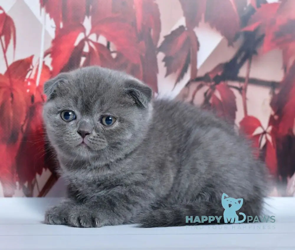 Farik Scottish Fold male blue live animals