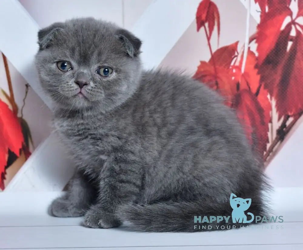 Farik Scottish Fold male blue live animals