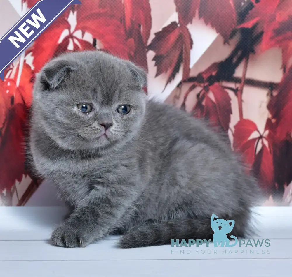 Farik Scottish Fold male blue live animals