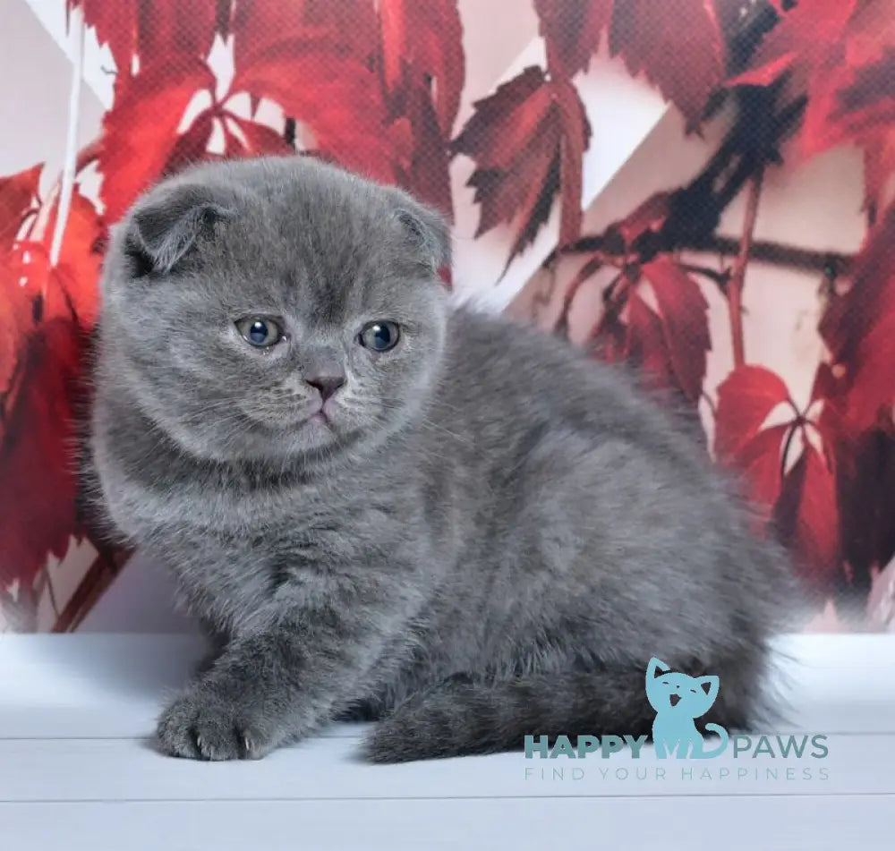 Farik Scottish Fold male blue live animals