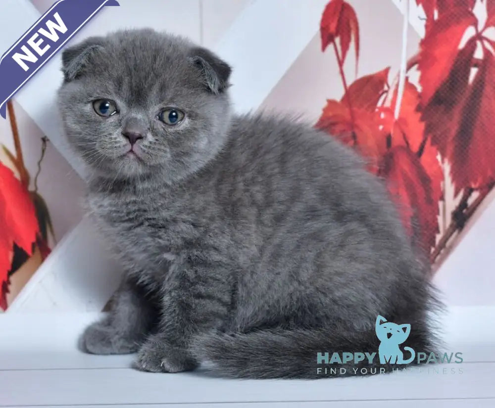 Farik Scottish Fold male blue live animals