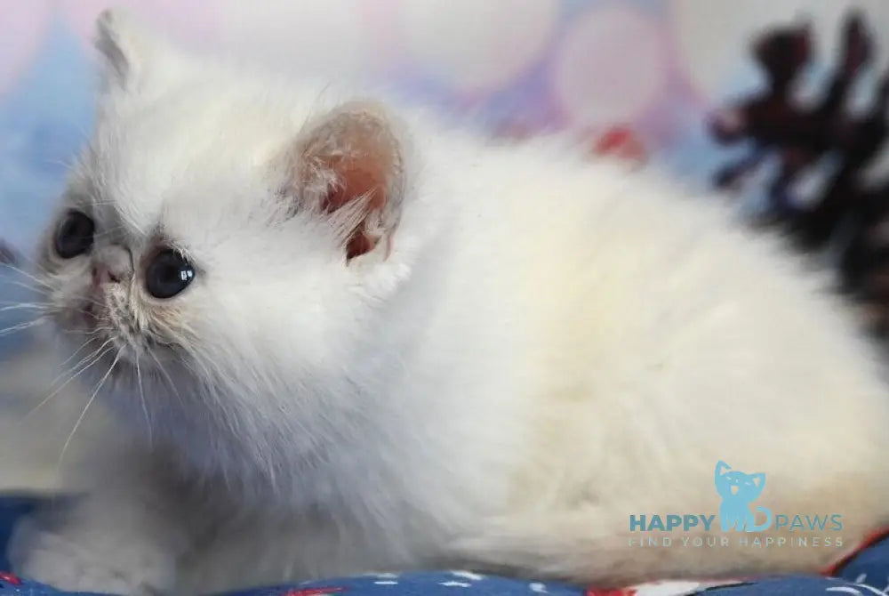 Farim Exotic male cream pointed live animals