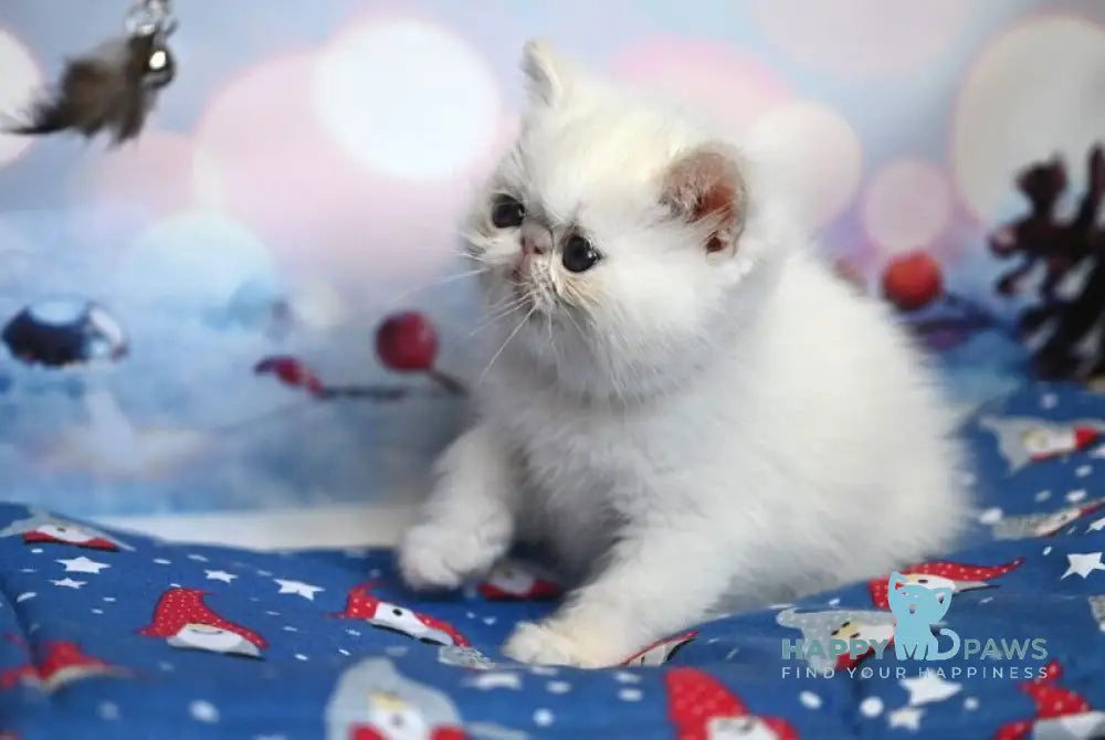 Farim Exotic male cream pointed live animals