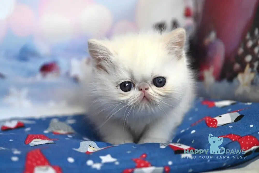 Farim Exotic male cream pointed live animals