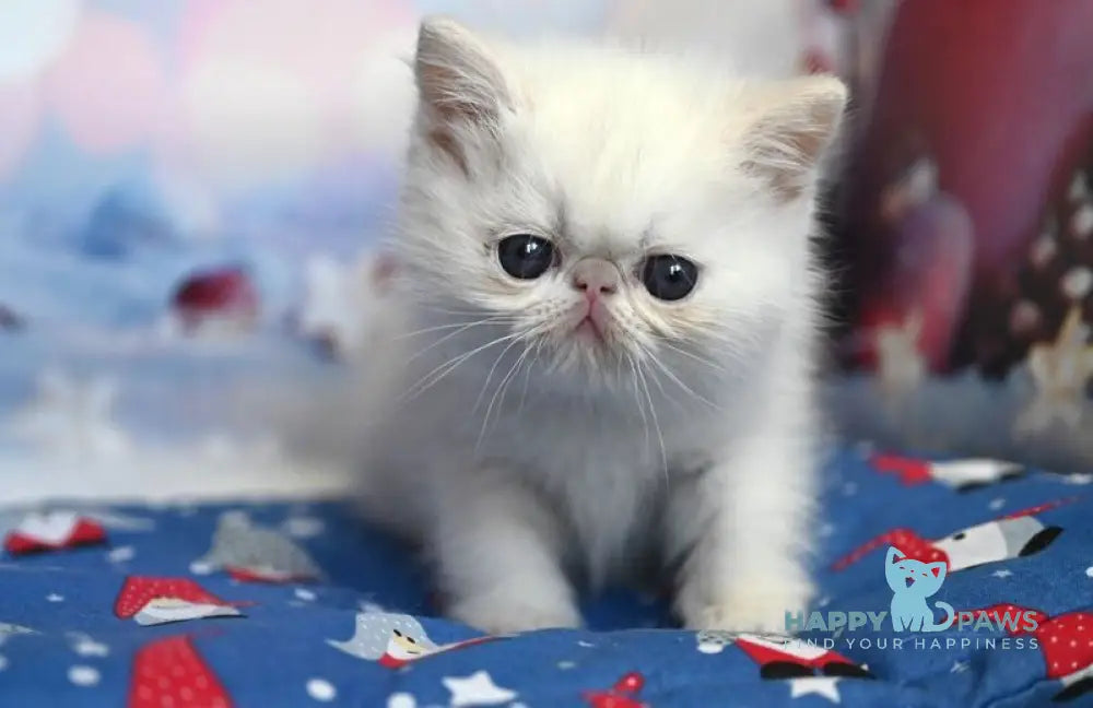 Farim Exotic male cream pointed live animals