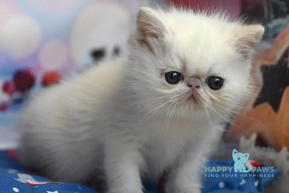 Farim Exotic male cream pointed live animals