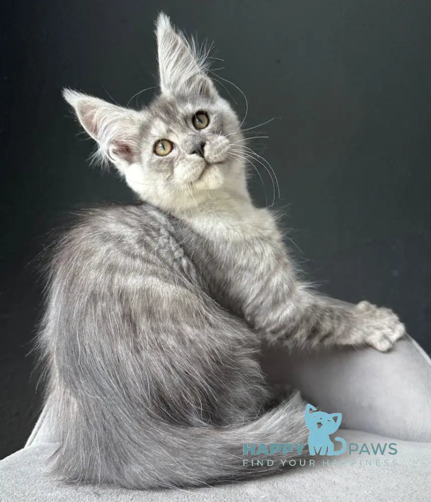 Farim Maine Coon male black smoke live animals