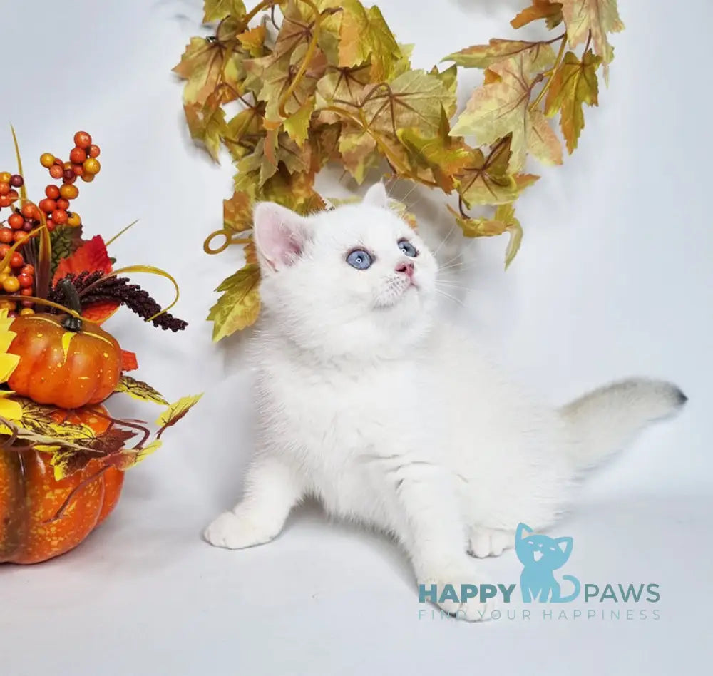 Farina British Shorthair female black golden shaded pointed live animals