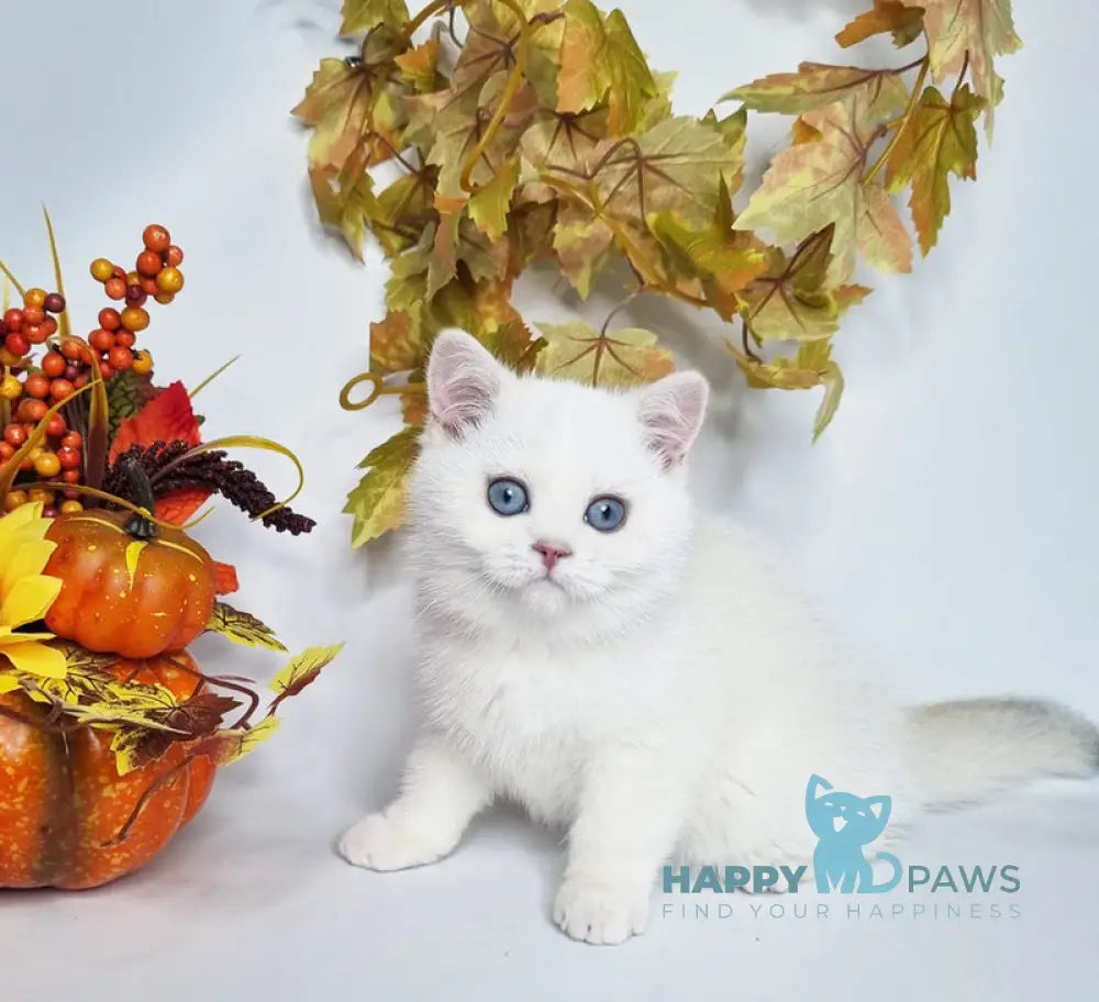 Farina British Shorthair female black golden shaded pointed live animals