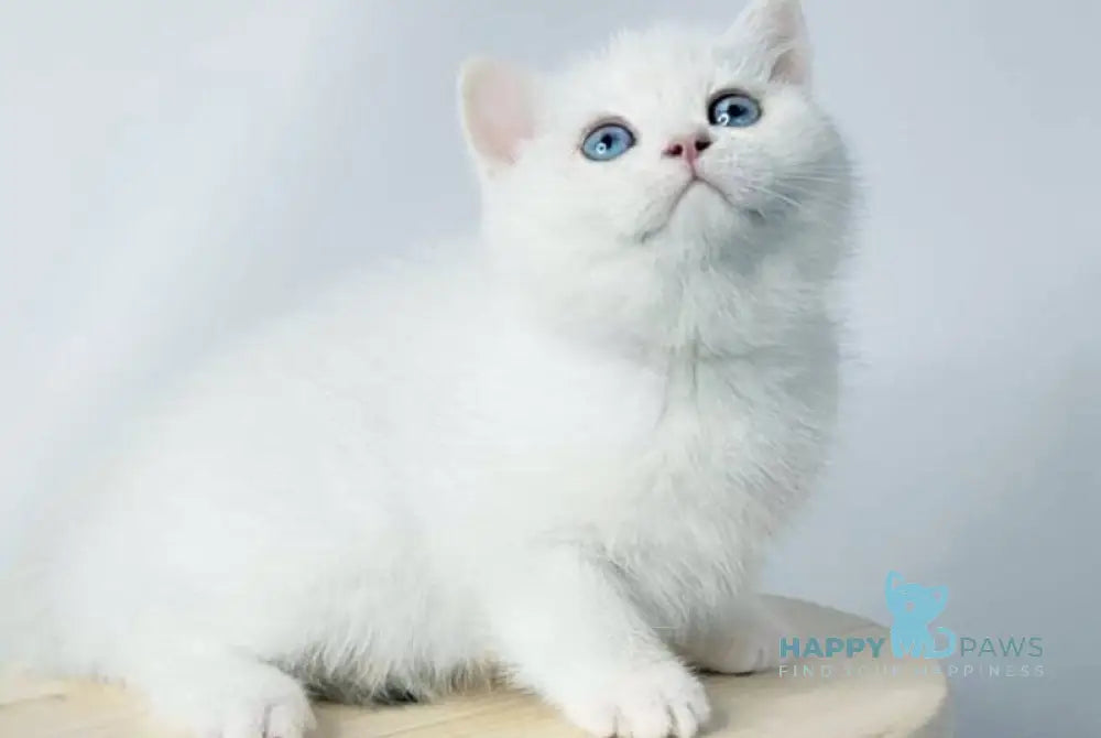 Farina British Shorthair female black golden shaded pointed live animals